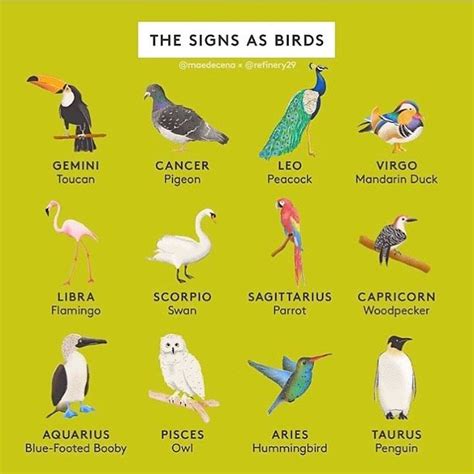 Which Bird Are You Im A Swan Repost Refinery29 This Is Perfect