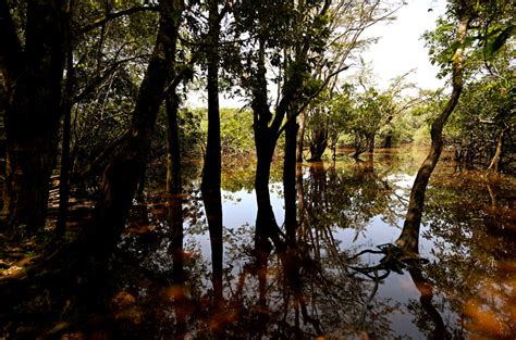 Frequent Amazon Extreme Drought Slows Down Forest Recovery from Climate ...