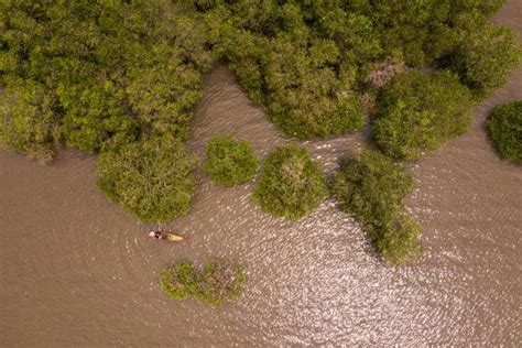 Indonesia: Mangrove forests are ‘food baskets’ for coastal communities ...