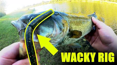 Catching Bass On The Wacky Rig Youtube