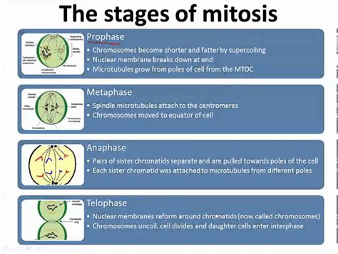 Mitosis Sarah Biology Youtube - Bank2home.com