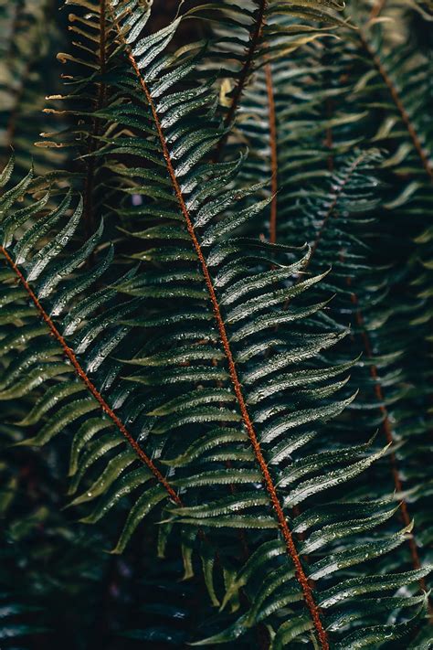 Fern Branch Plant Drops Water HD Phone Wallpaper Peakpx