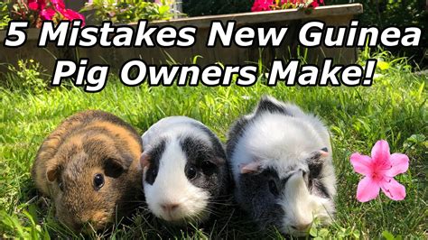 5 Mistakes New Guinea Pig Owners Make Youtube