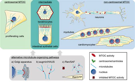 Microtubule Animal Cell