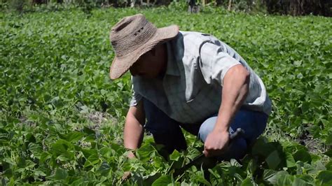 Control De Malezas En El Cultivo De Frijol YouTube