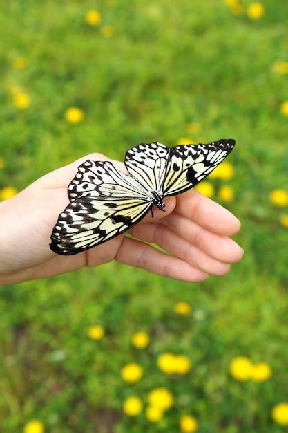 Hermosa Mariposa En Las Manos Al Aire Libre Foto Premium