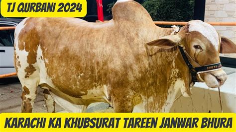 Karachi Ka Khubsurat Janwar Bhura Qurbani Bakra Eid Ki Karachi