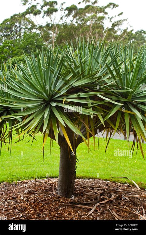 Yucca Tree Stock Photo Alamy