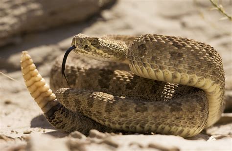 Severed Rattlesnake Head Bites Texas Man, Leaving Him Needing 26 Doses