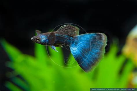 Poecilia Reticulata Elephant Ear Alias Guppy Hippocampus Bildarchiv