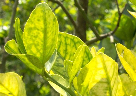 Huanglongbing Citrus Greening Y El Ps Lido Asi Tico