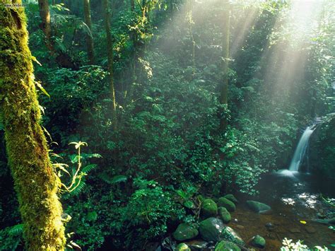 Nature: Monteverde Cloud Forest Costa Rica, picture nr. 21574