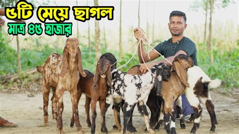 ৫টি মেয়ে ছাগল মাত্র ৪৫ হাজার সাথে পাঠা দিয়ে প্যাকেজ। কম দামে খাসি ও