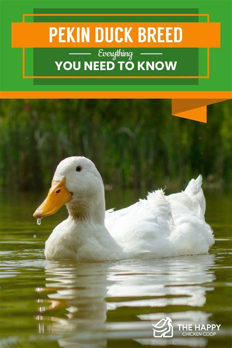 Pekin Duck Breed Everything You Need To Know