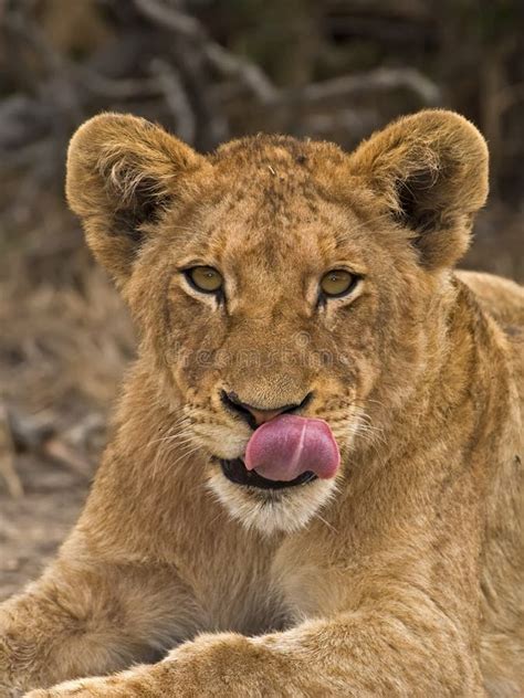 Lion Tongue Stock Photo - Image: 4157180