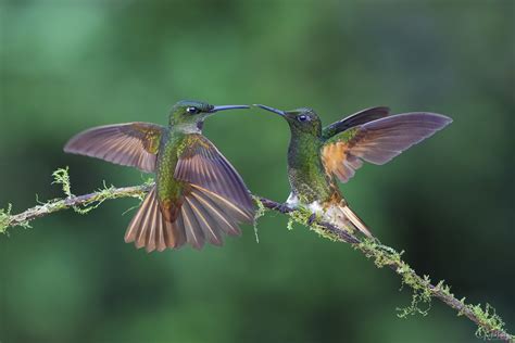 Colibris dÉquateur