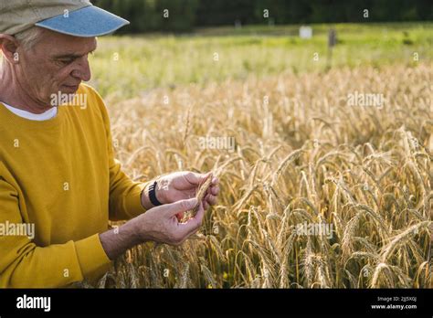 Senior farmer wearing cap examining wheat crop at farm Stock Photo - Alamy