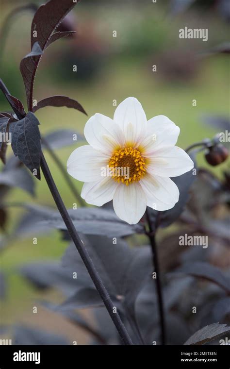 Dahlia ‘twynings After Eight Hi Res Stock Photography And Images Alamy