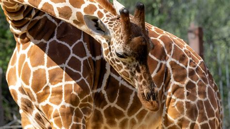 North Carolina Zoo expecting new giraffe | wfmynews2.com