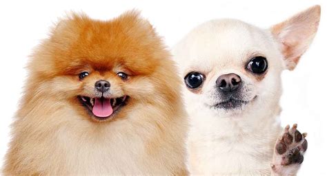 Pomeranian Vs Toy Poodle | Wow Blog