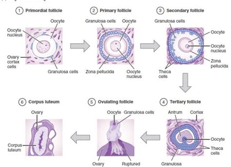 Difference Between Primordial Follicle and Primary Follicle ...