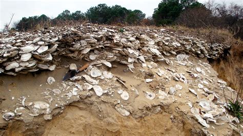 Oyster Archaeology Ancient Trash Holds Clues To Sustainable Harvesting The Salt Npr