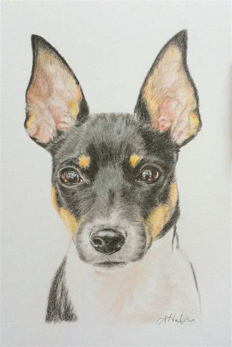 rat terrier line drawing
