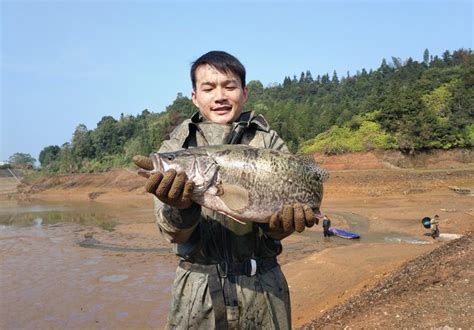 鳜鱼训食，鱼饵鳜pk饲料鳜，配合饲料养殖经验分享养殖一点通 云农科技