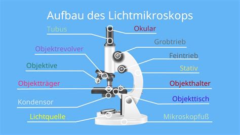 Trichternetzspinne Kieselstein Kollege arbeitsblatt mikroskop ...