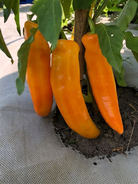 Hungarian Hot Wax Pepper Seeds Pepper Seeds Vegetable Seeds Non Gmo Usa