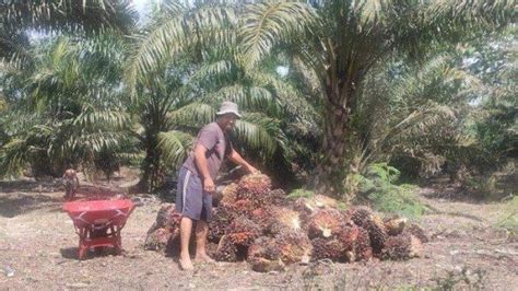 Apkasindo Aceh Ingatkan Perusahaan Pks Tak Mainkan Harga Tbs Kelapa