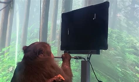 Monkey Plays Pong With Its Mind Boing Boing