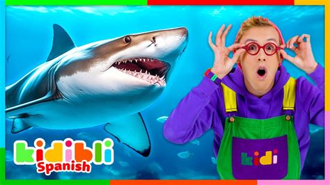 Dive Into Adventure Exploring The Ocean S Amazing Zones With Kidibli