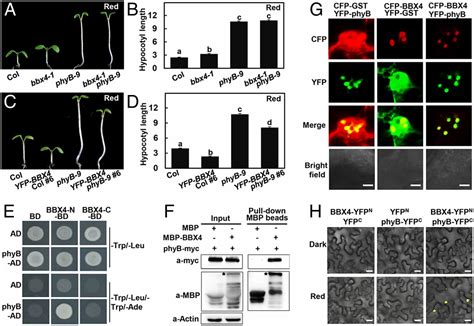 Bbx4 A Phyb Interacting And Modulated Regulator Directly Interacts