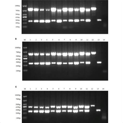 Figure E Optimize Multiplex Rt Pcr Annealing Temperature This Figure