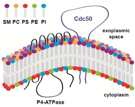 Figure 1 Lipid flippase-mediated antifungal drug resistance