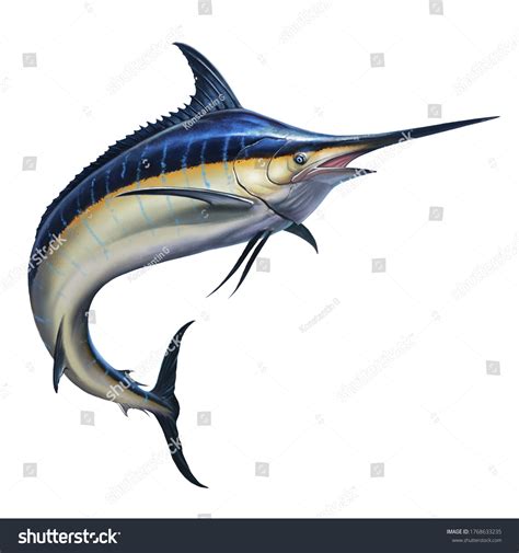 Baby Blue Marlin Fish