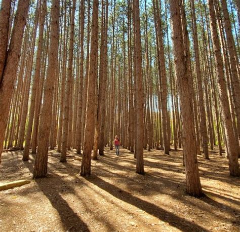 Oak Openings Preserve Metropark In Ohio Has Amazing Scenery