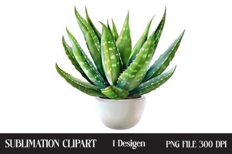 Watercolor Aloe Vera Sublimation Clipart Graphic By Creative Design