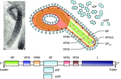 Ebola Virus Cell Structure