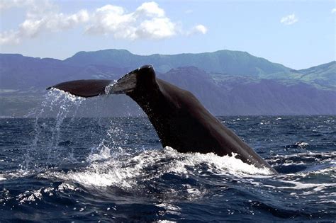 Azores Whale Watching Terra Azul All You Need To Know Before You Go