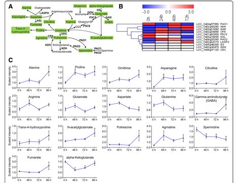 Liu Q Et Al Combined Transcriptome And Metabolome Analyses To