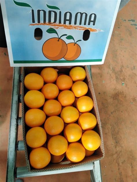 A Grade Egypt Fresh Citrus Orange Packaging Size Kg Packaging Type