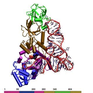 The overall reaction catalyzed by the aminoacyl tRNA synthetases. | Download Scientific Diagram