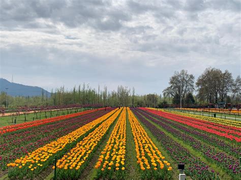 Jammu And Kashmir S Tulip Garden Creates Record Enters World Book Of