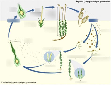 Bio Non Vascular Plant Cycle Sapling Diagram Quizlet