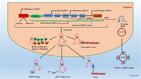 Classification Of Lncrnas And Their Function Rbps Rna Binding Download Scientific Diagram