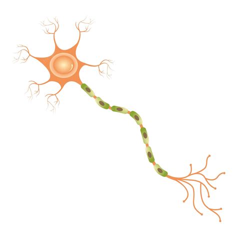 De Neuronas Emociones Y Motivaciones 11
