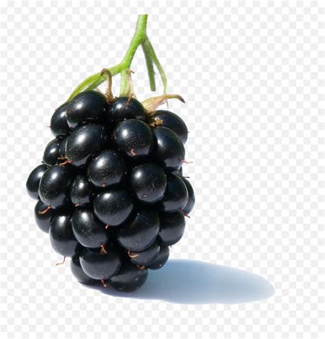 Blackberry Fruit Free Png Image Jamun Fruit English Name Blackberries