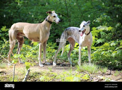 Spanish Galgo Spanish Greyhound Stock Photo Alamy